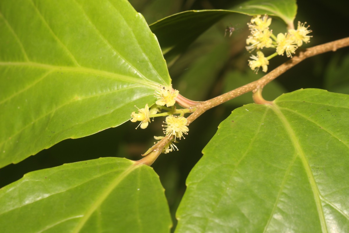 Flacourtia inermis Roxb.